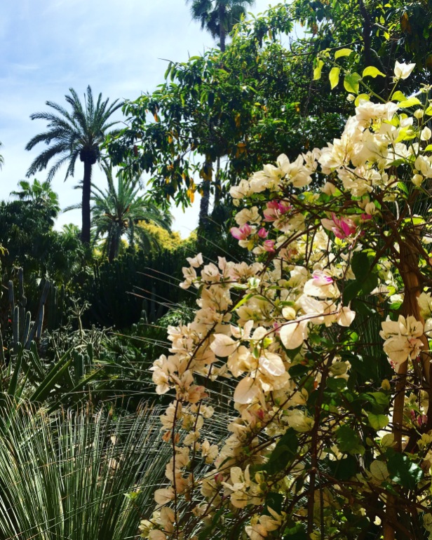 Jardin Majorelle Marrakech Plants