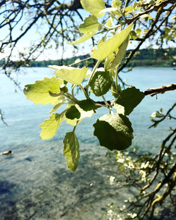 tree-leaves-mainau-giginspiration